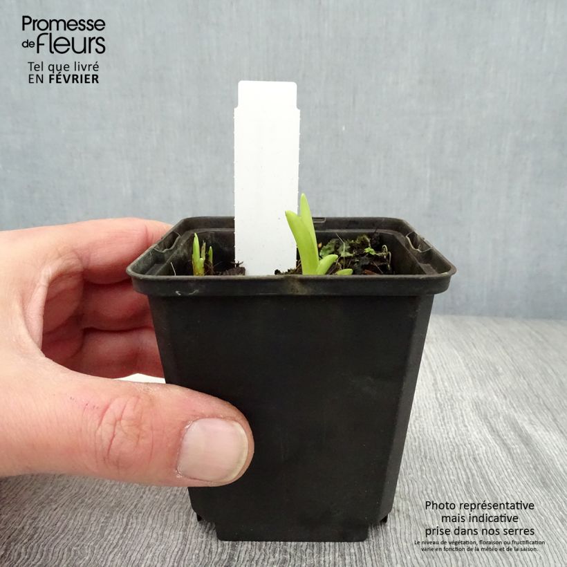 Hemerocallis&#x20;fulva&#x20;-&#x20;Daylily&#x20;8&#x2F;9&#x20;cm&#x20;pot&#x20;sample&#x20;as&#x20;delivered&#x20;in&#x20;winter