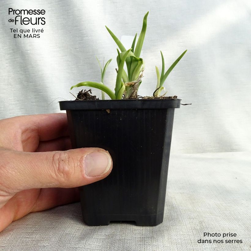 Hemerocallis lilioasphodelus - Daylily 8/9 cm pot sample as delivered in winter