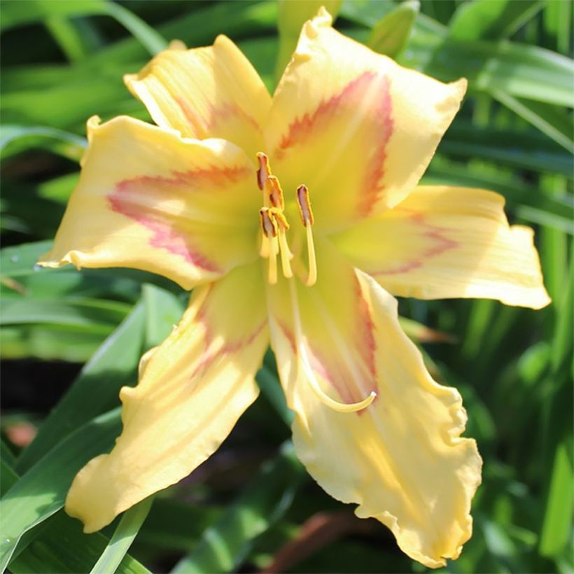 Hemerocallis Graces of Ganymede - Daylily (Flowering)