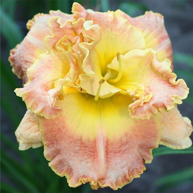 Hemerocallis Natures Crown - Daylily (Flowering)