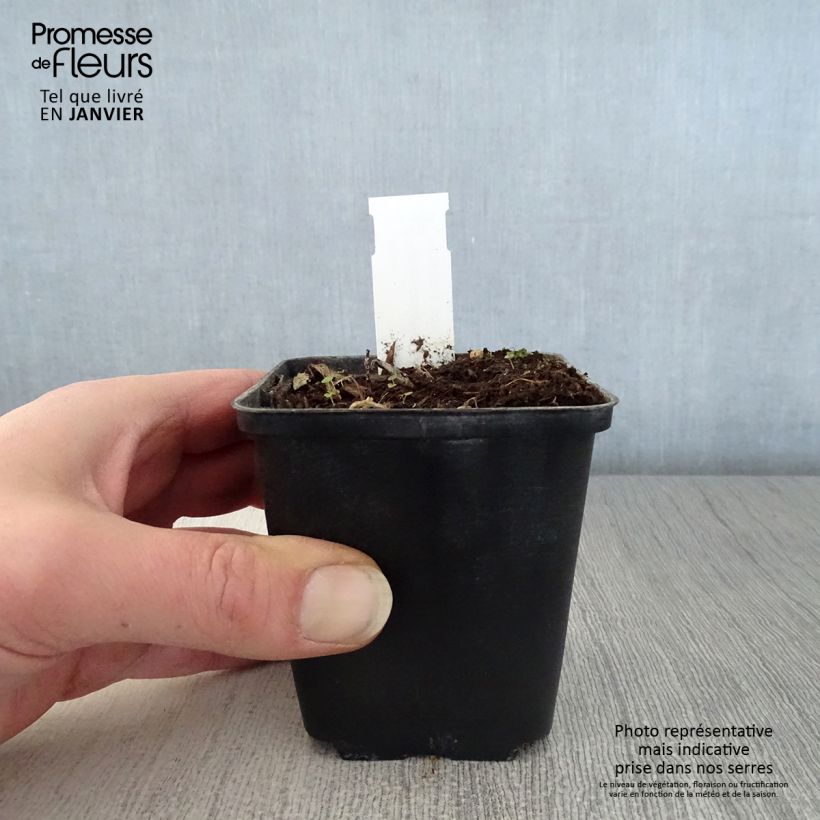 Hemerocallis middendorffii - Daylily 8/9 cm pot sample as delivered in winter