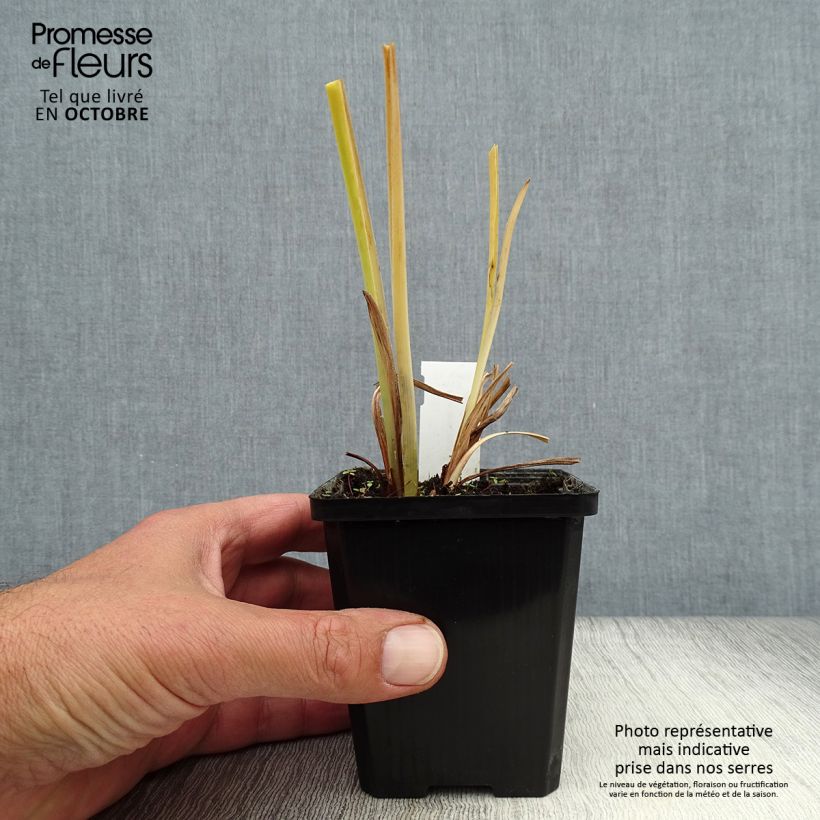 Hemerocallis middendorffii - Daylily 8/9 cm pot sample as delivered in autumn