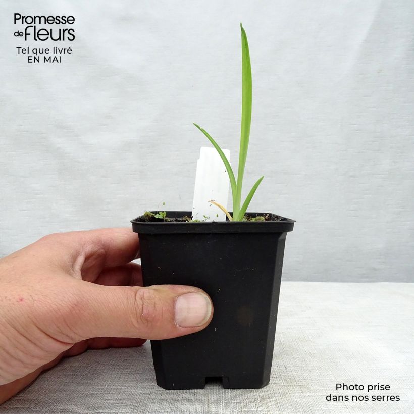 Hemerocallis Gentle Shepherd - Daylily 8/9 cm pot sample as delivered in spring