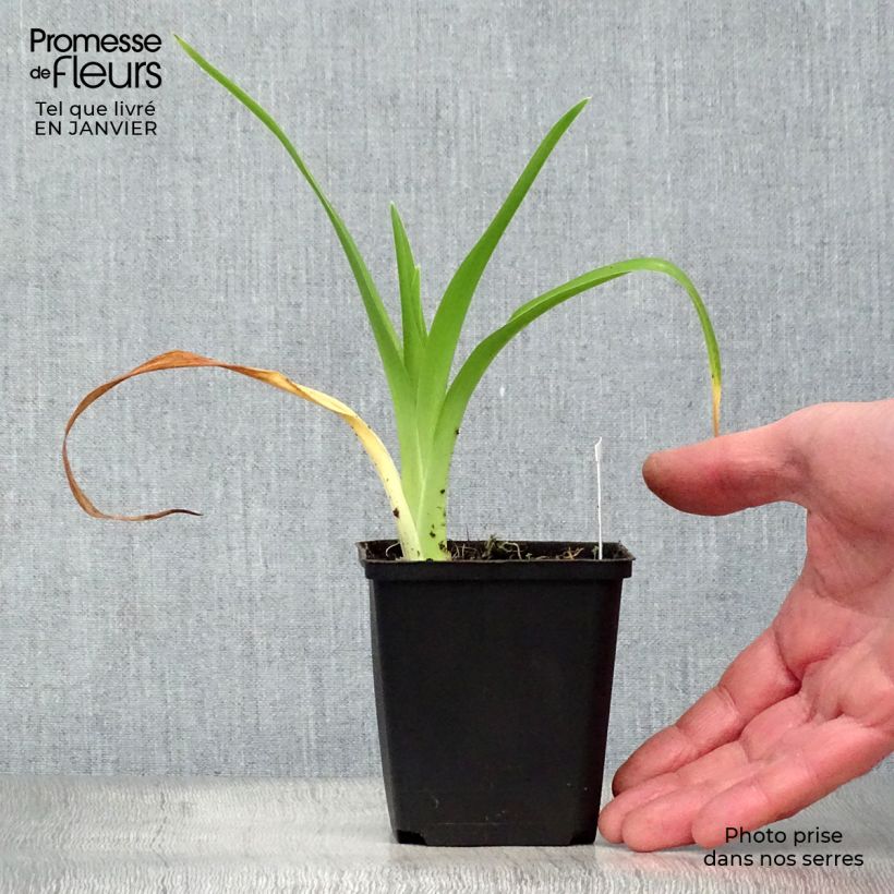 Hemerocallis Gentle Shepherd - Daylily 8/9 cm pot sample as delivered in winter