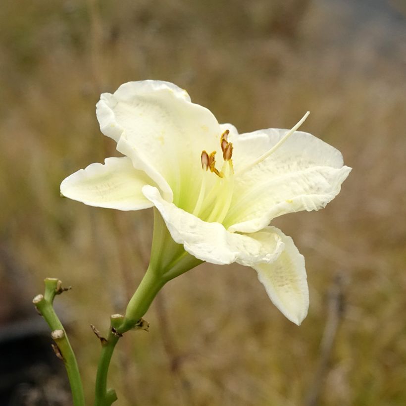 Hemerocallis Gentle Shepherd - Daylily (Flowering)