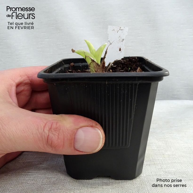 Hemerocallis Patricia Jojo - Daylily 8/9 cm pot sample as delivered in winter