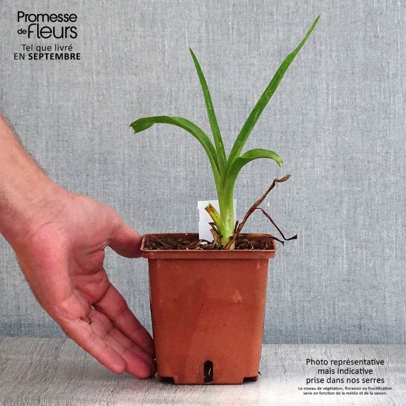 Hemerocallis Poogie - Daylily 1L/1.5L pot sample as delivered in autumn