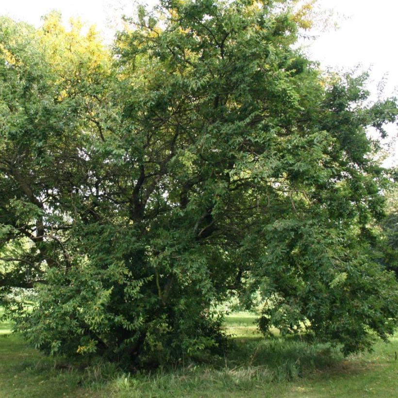 Hemiptelea davidii (Plant habit)