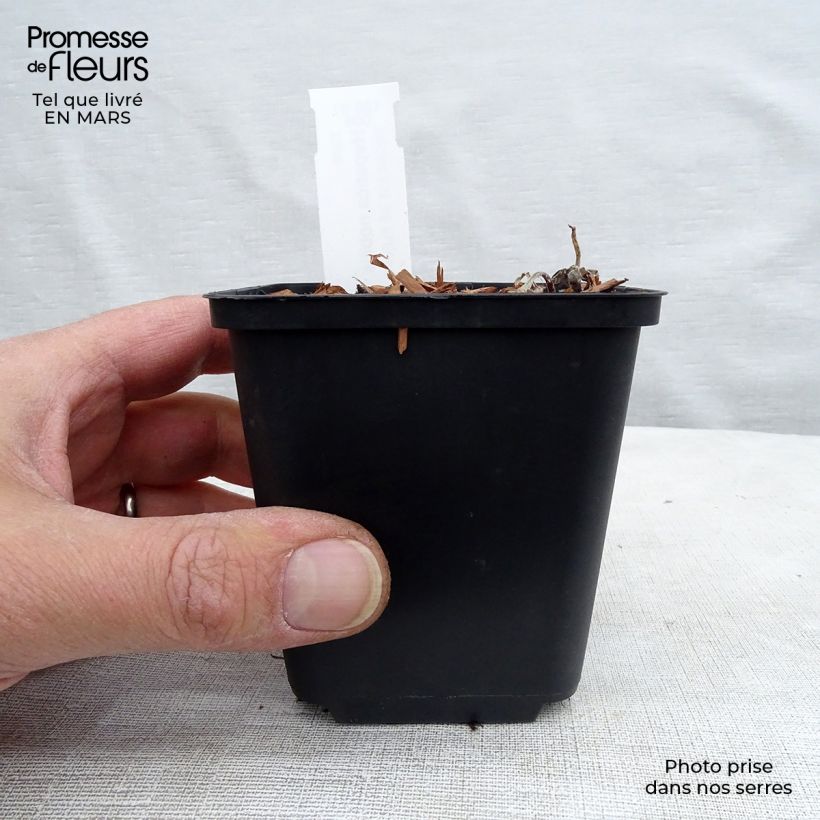 Hepatica nobilis 8/9 cm pot sample as delivered in spring