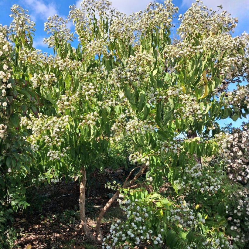 Heptacodium miconioides - Seven-son Tree (Plant habit)