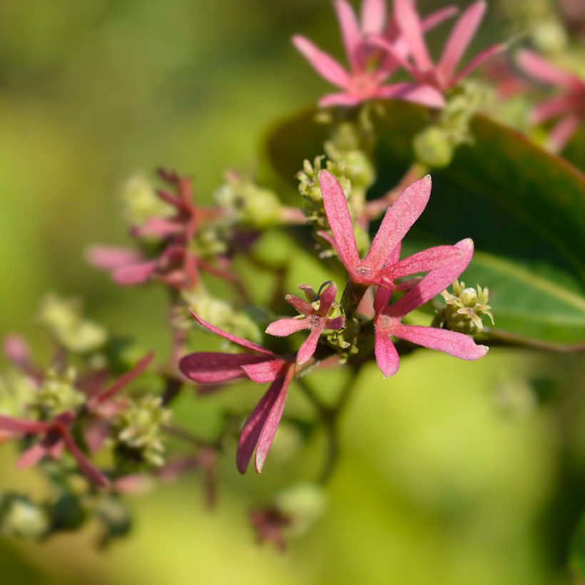 Heptacodium miconioides Tianshan (R) (Flowering)