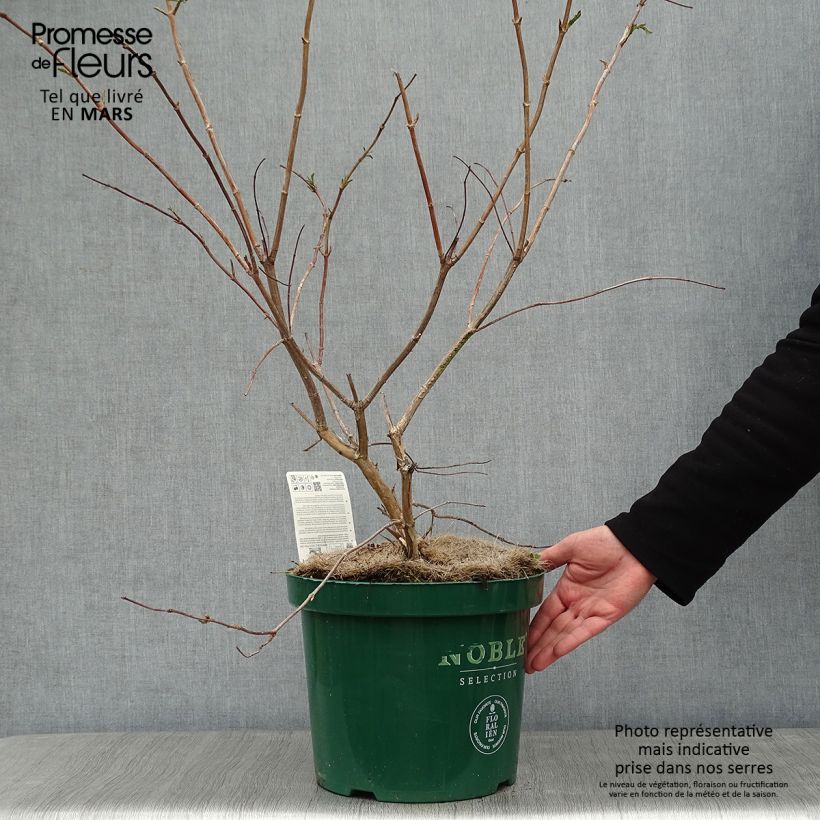 Heptacodium miconioides - Seven-son Tree 7.5L/10L pot sample as delivered in winter