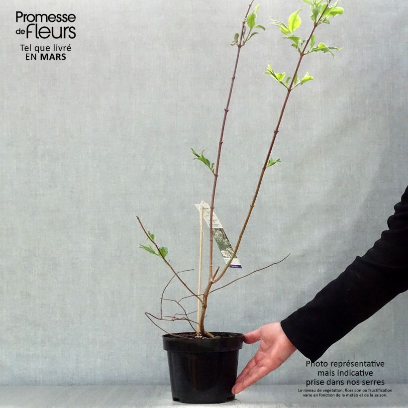 Heptacodium miconioides - Seven-son Tree 3L/4L pot sample as delivered in spring