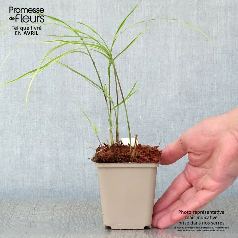 Hakonechloa macra Albostriata - Japanese Forest Grass 8/9 cm pot sample as delivered in spring