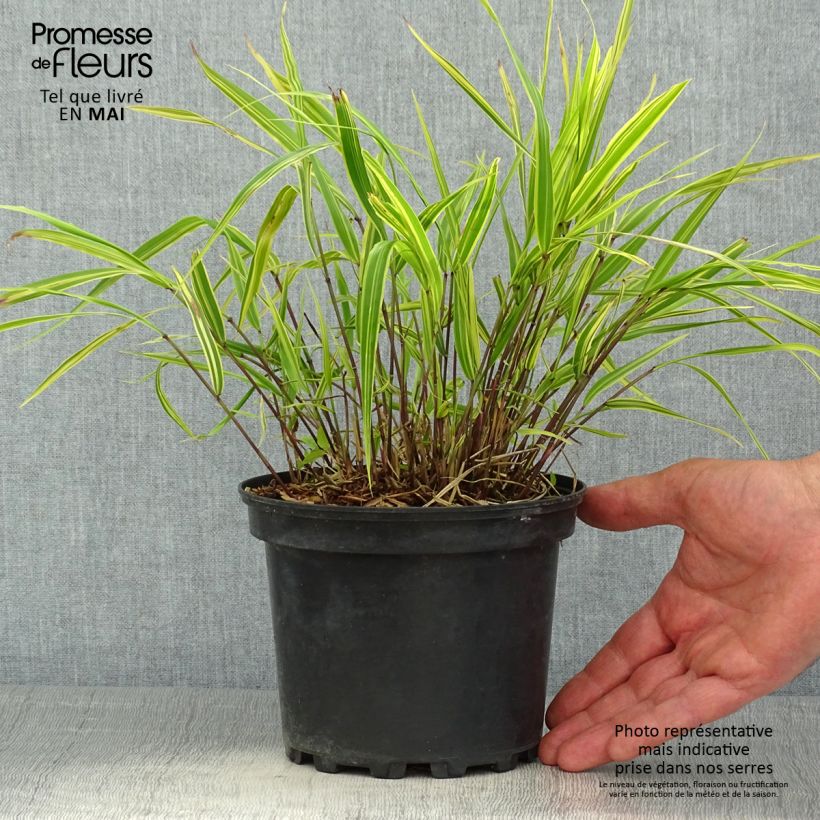Hakonechloa macra Albostriata - Japanese Forest Grass 2L/3L pot sample as delivered in spring