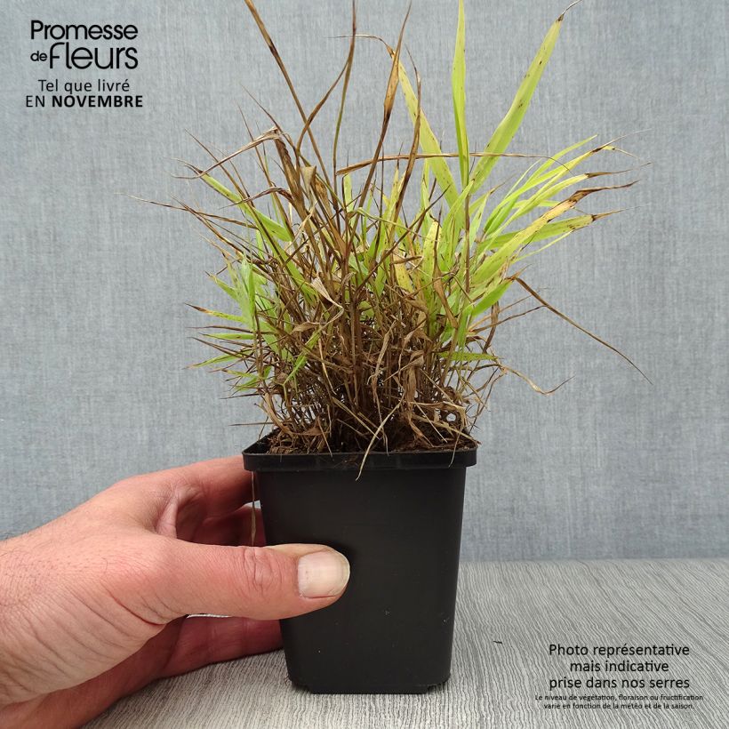 Hakonechloa macra All Gold - Japanese Forest Grass 8/9 cm pot sample as delivered in autumn
