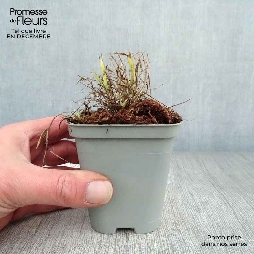 Hakonechloa macra All Gold - Japanese Forest Grass 8/9 cm pot sample as delivered in winter