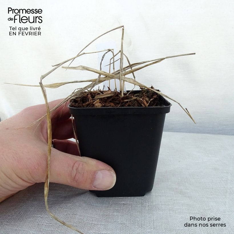 Hakonechloa macra Naomi - Japanese Forest Grass 8/9 cm pot sample as delivered in winter
