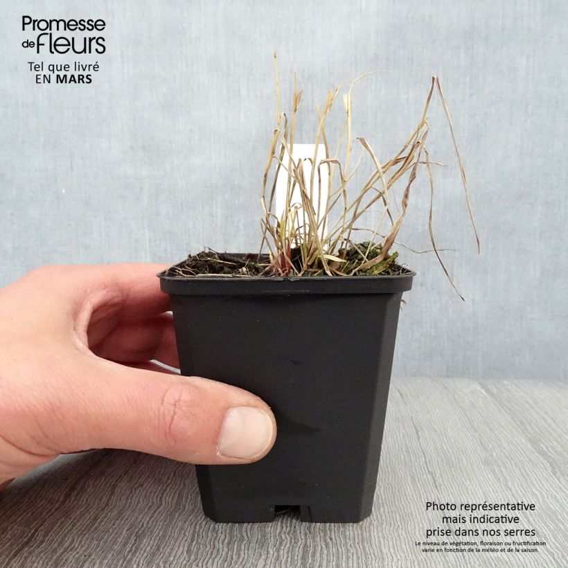 Hakonechloa macra Naomi - Japanese Forest Grass 8/9 cm pot sample as delivered in spring