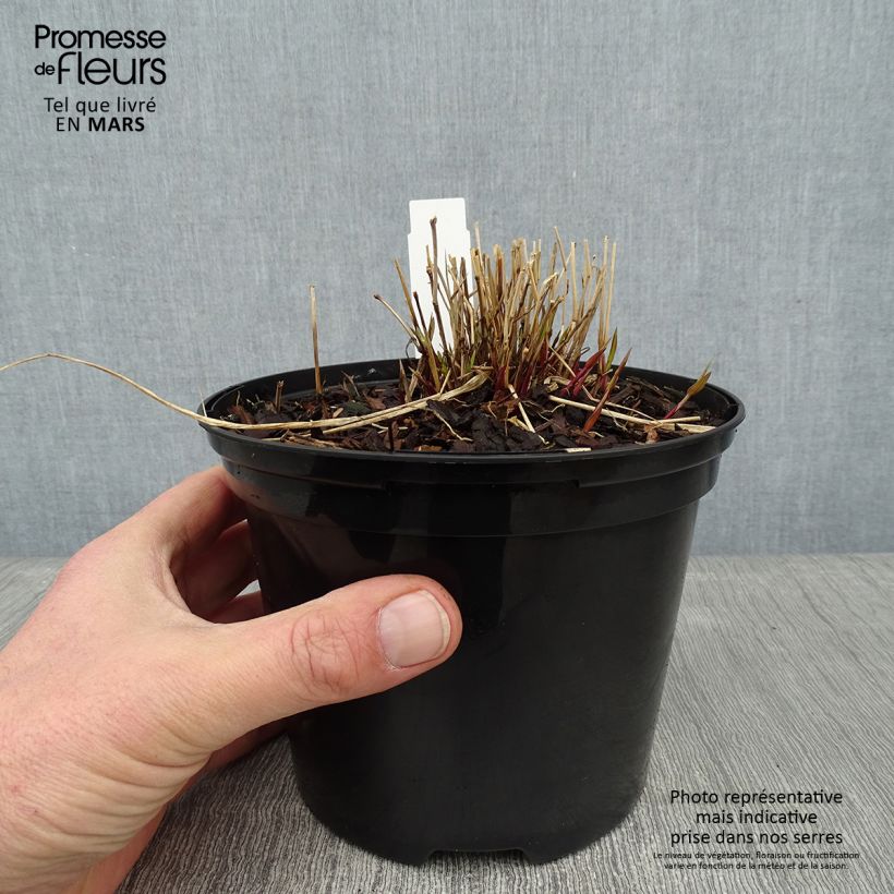 Hakonechloa macra Naomi - Japanese Forest Grass 2L/3L pot sample as delivered in winter