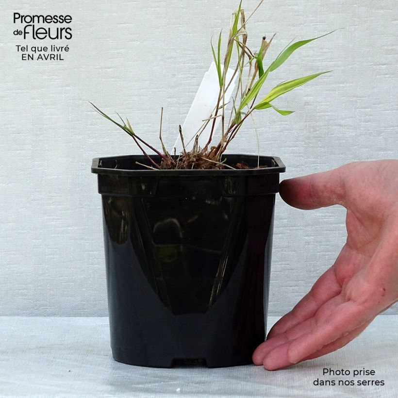 Hakonechloa macra Nicolas - Japanese Forest Grass 2L/3L pot sample as delivered in spring
