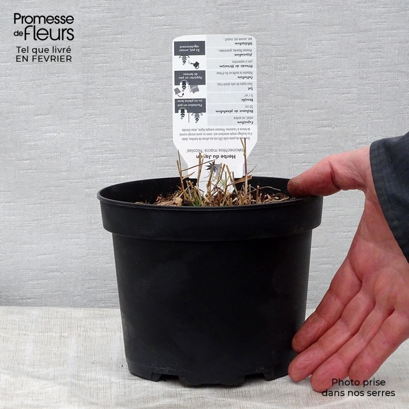 Hakonechloa macra Nicolas - Japanese Forest Grass 2L/3L pot sample as delivered in winter