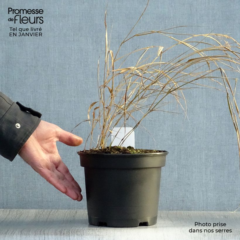 Hakonechloa macra - Japanese Forest Grass 2L/3L pot sample as delivered in winter