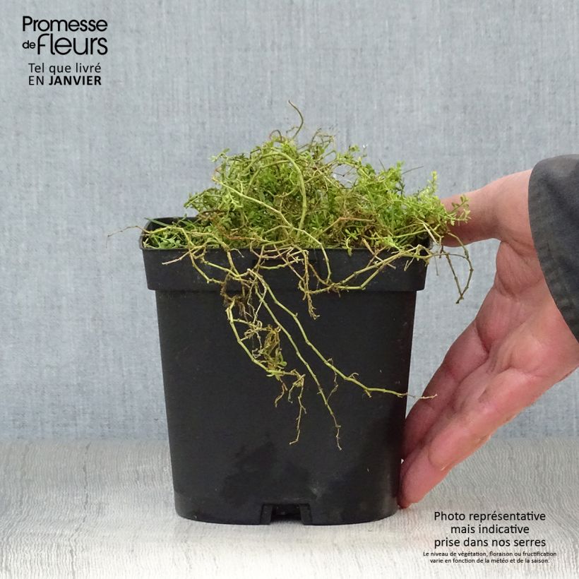 Herniaria glabra 2L/3L pot sample as delivered in winter