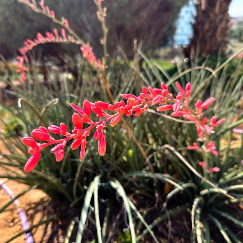 Hesperaloe parviflora Arizona Sunrise - Red yucca (Flowering)