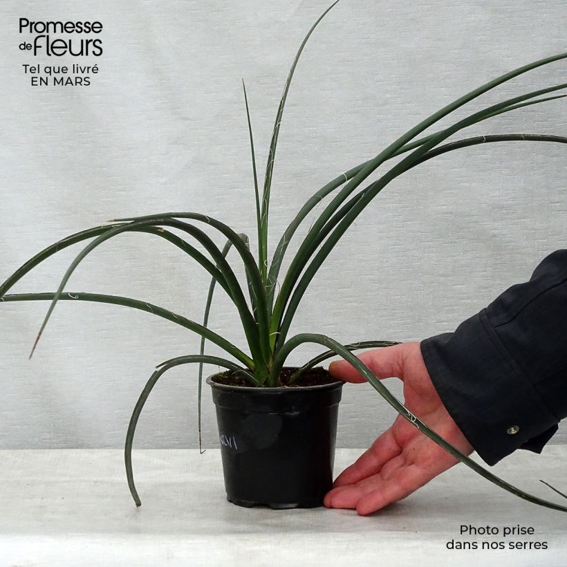 Hesperaloe parviflora - Red Yucca 7.5L/10L pot sample as delivered in spring