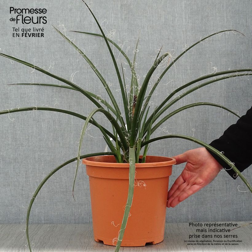 Hesperaloe parviflora - Red Yucca 7.5L/10L pot sample as delivered in winter