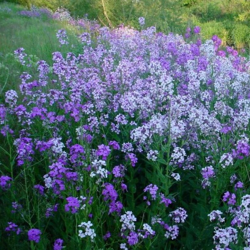 Hesperis matronalis (Plant habit)