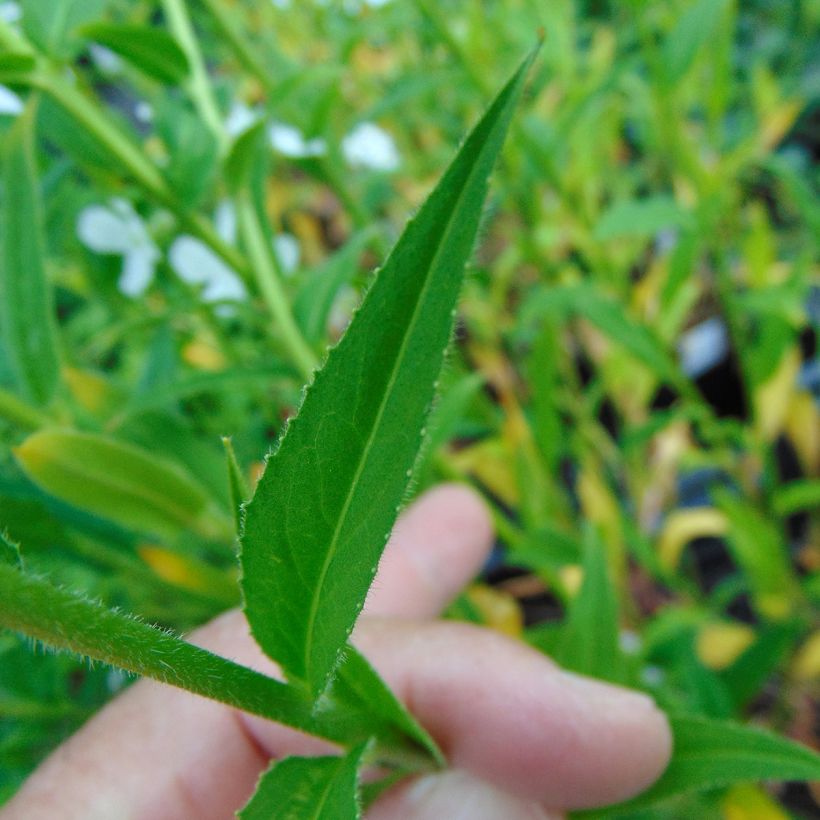 Hesperis matronalis Alba (Foliage)