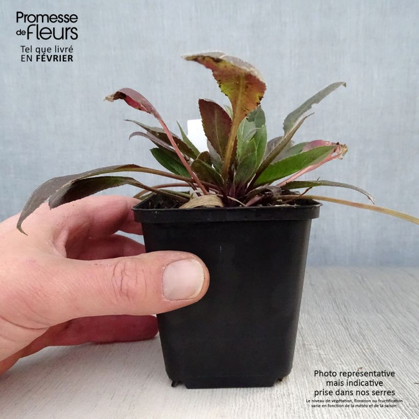 Hesperis matronalis Alba 8/9 cm pot sample as delivered in winter