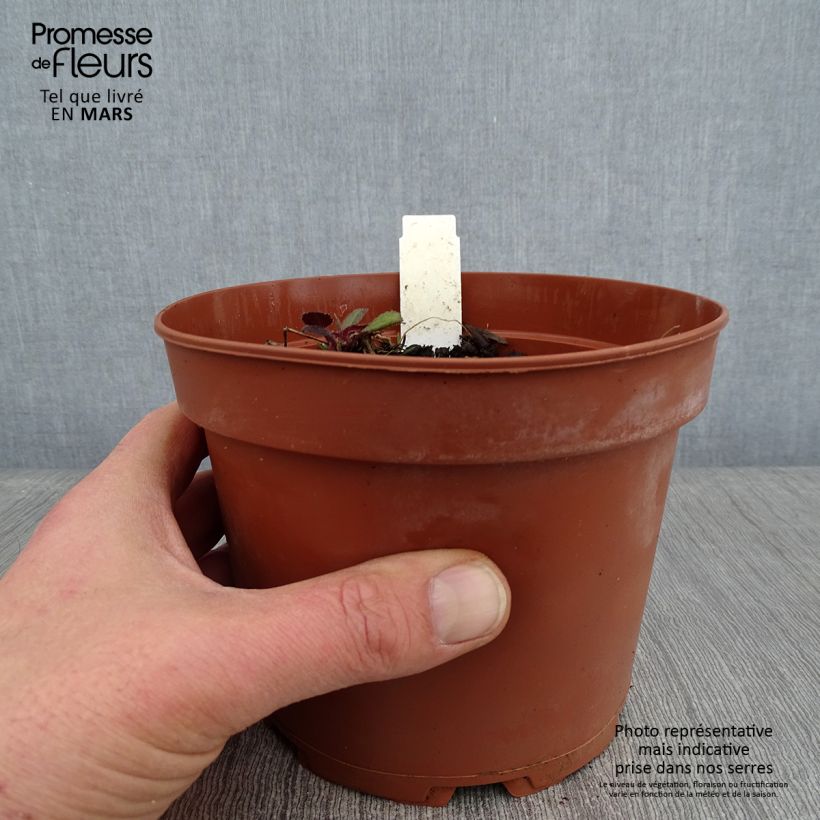 Hesperis matronalis Alba 2L/3L pot sample as delivered in winter