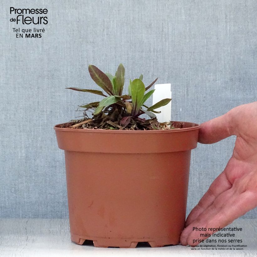 Hesperis matronalis Alba 2L/3L pot sample as delivered in spring