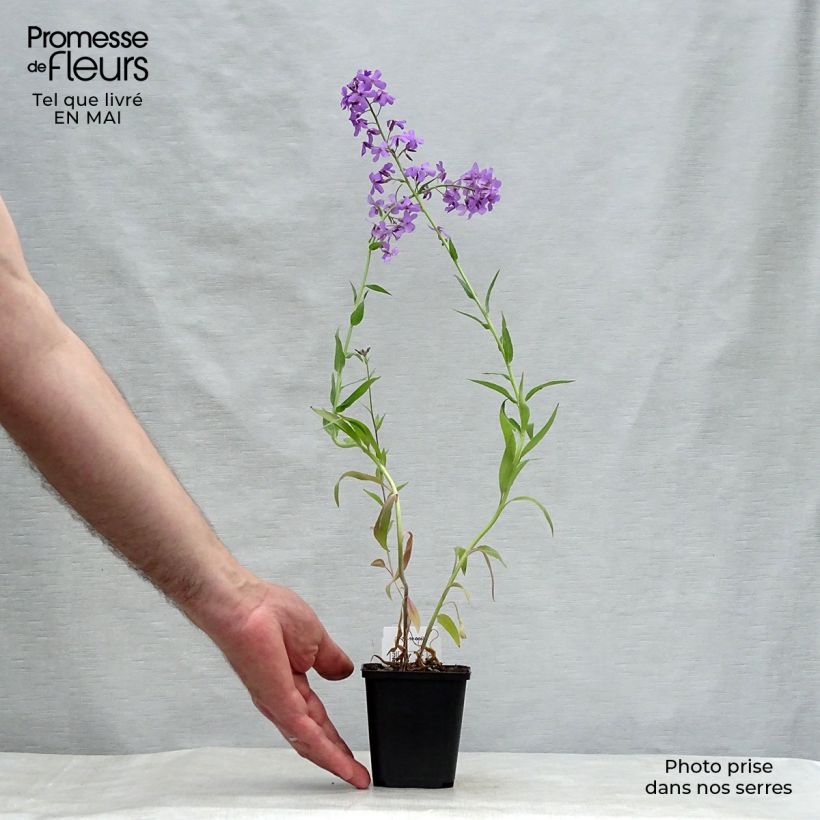 Hesperis matronalis 8/9 cm pot sample as delivered in spring