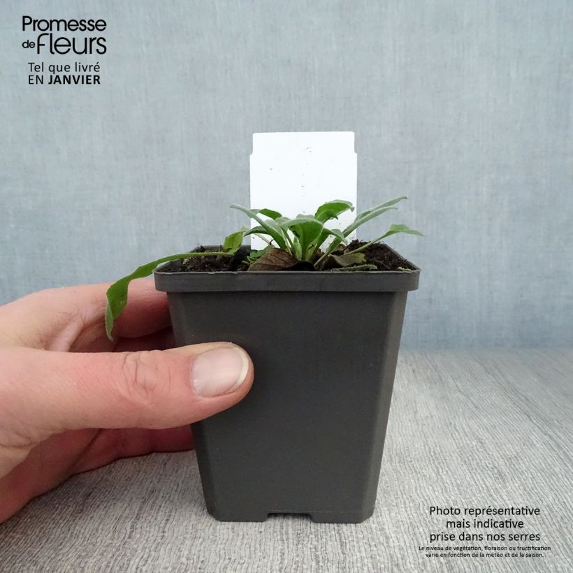 Hesperis matronalis 8/9 cm pot sample as delivered in winter