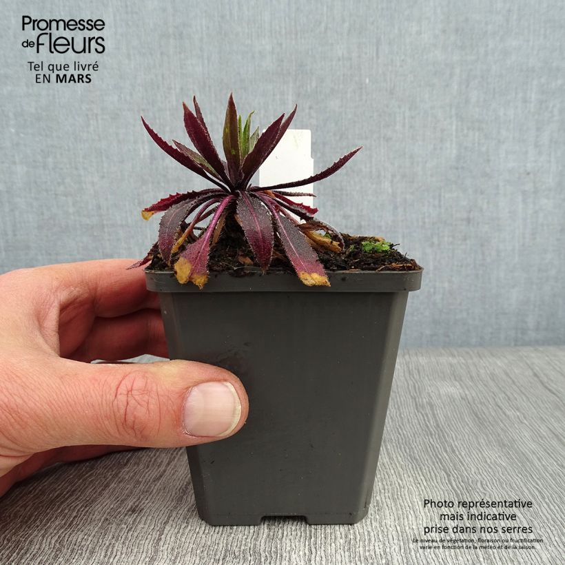 Hesperis matronalis v. albiflora Alba Plena 8/9 cm pot sample as delivered in winter