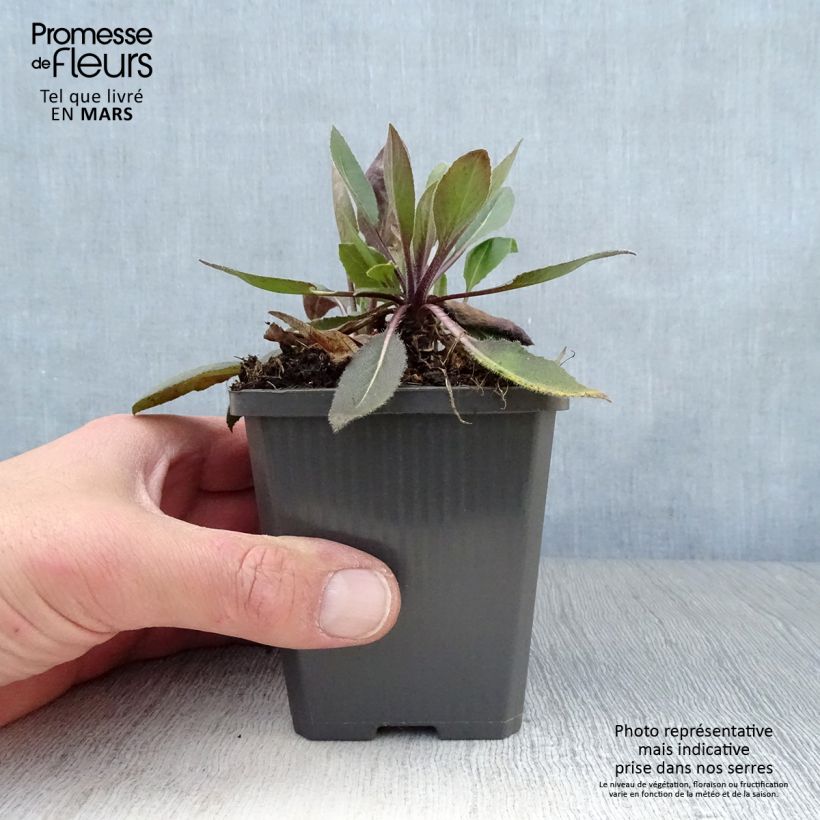 Hesperis matronalis v. albiflora Alba Plena 8/9 cm pot sample as delivered in spring