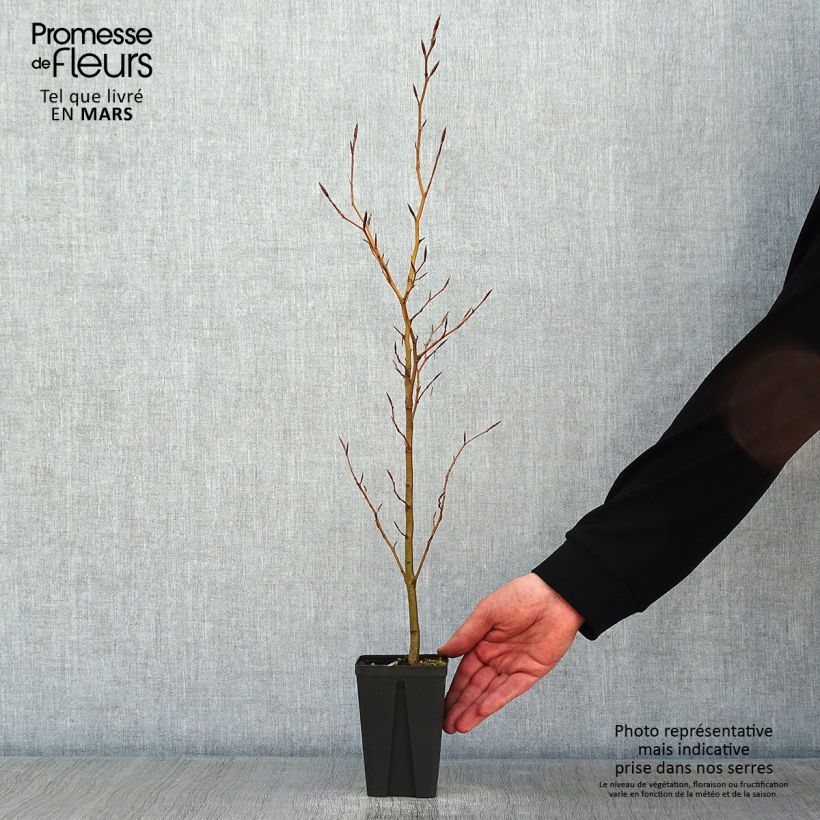 Fagus sylvatica - Beech 8/9 cm pot sample as delivered in winter