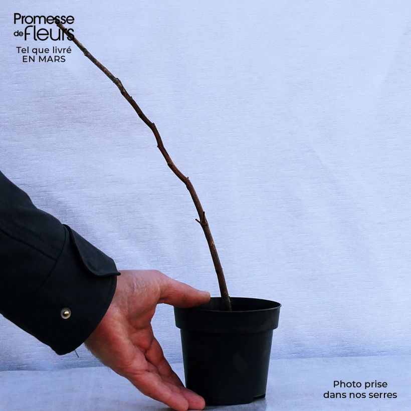 Fagus sylvatica - Beech 8/9 cm pot sample as delivered in spring