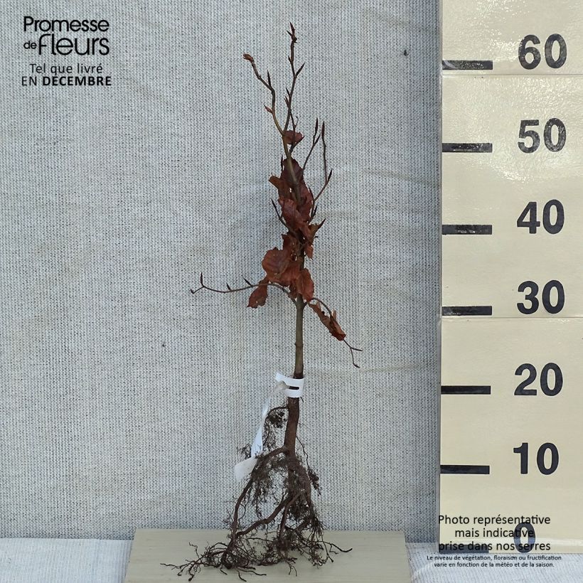 Fagus sylvatica - Beech Bare root sample as delivered in winter