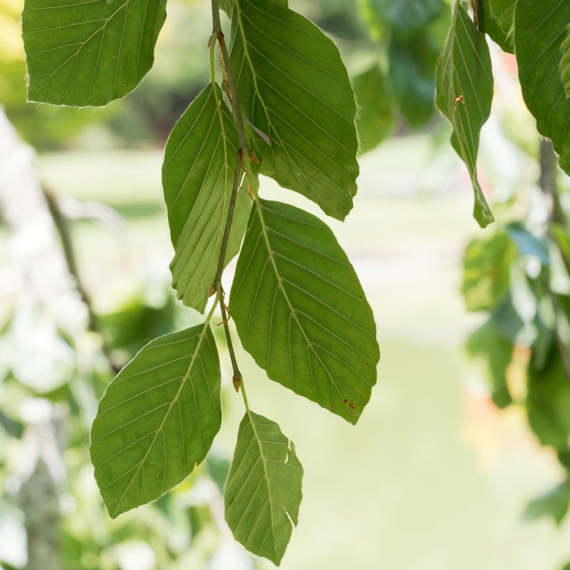 Fagus sylvatica Pendula (Foliage)