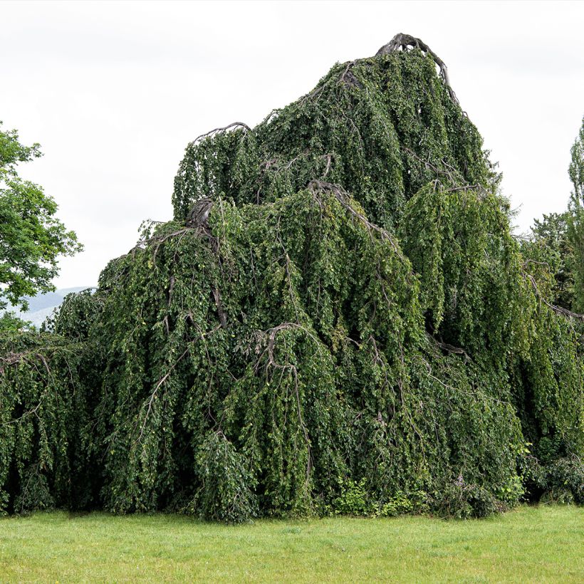 Fagus sylvatica Pendula (Plant habit)