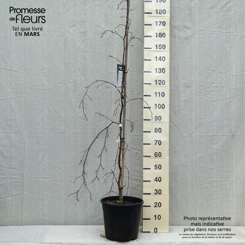 Fagus sylvatica Pendula  18L/20L pot sample as delivered in spring