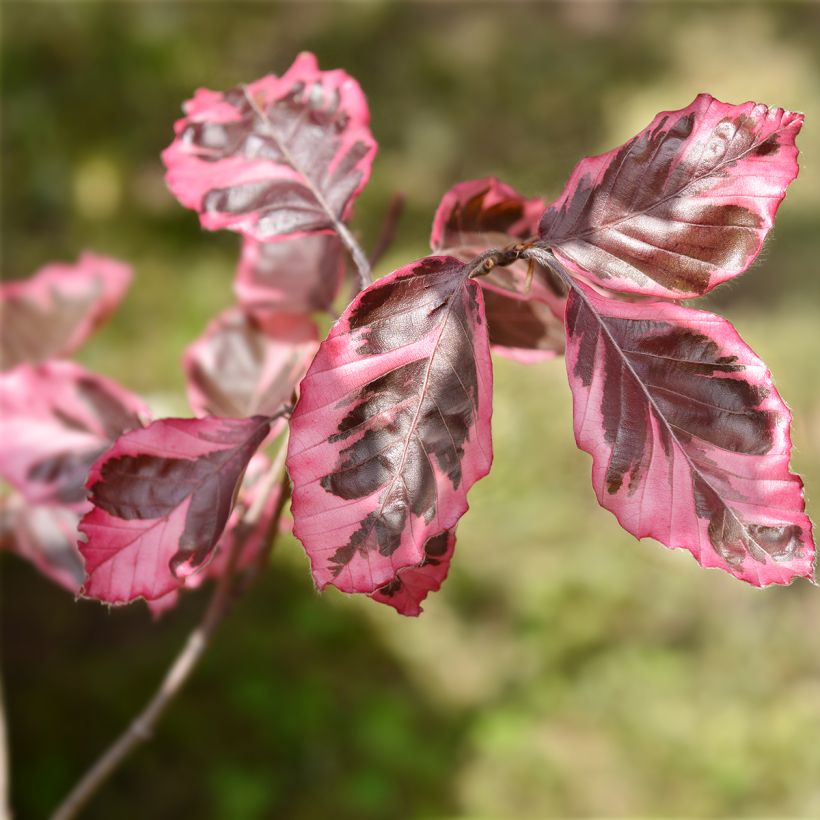 Fagus sylvatica Purpurea Tricolor - Beech (Foliage)