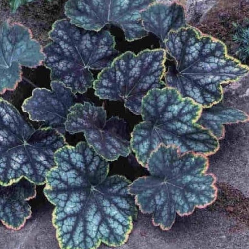 Heuchera Beauty Colour (Foliage)