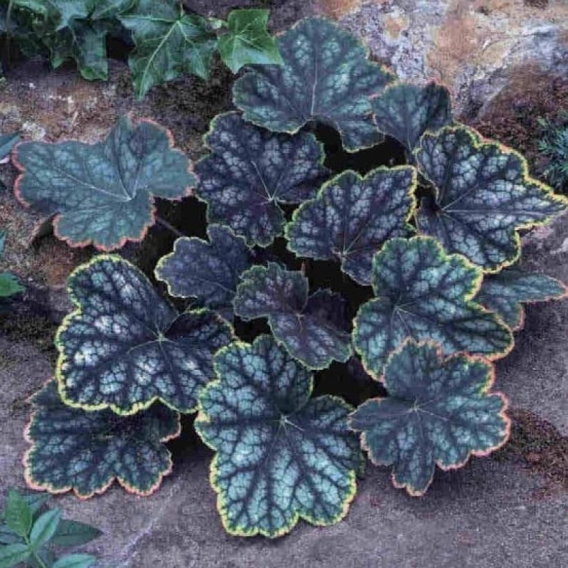 Heuchera Beauty Colour (Plant habit)