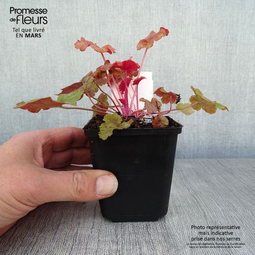 Heuchera Caribbean Sea 8/9 cm pot sample as delivered in spring